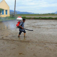 Những lưu ý phòng trừ ốc bươu vàng hiệu quả