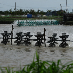 Giá cá tra, tôm nguyên liệu tại Đồng bằng sông Cửu Long giảm nhẹ