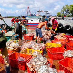 Cảng cá Gành Hào nhộn nhịp ngày cuối năm