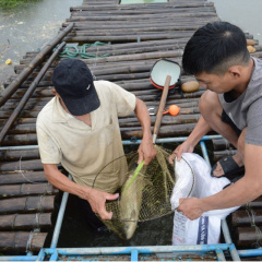 Quảng Ngãi: Bán cá trắm trên ghe, lãi tiền triệu mỗi ngày