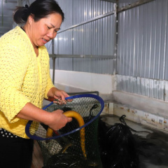 Nông dân Đam Bri nuôi lươn không bùn bán Tết