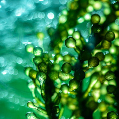 Hệ thống lọc sinh học cho tảo biển