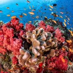 Bảo vệ san hô có thật sự là vấn đề cấp bách?