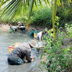 Nông dân Cà Mau tất bật thu hoạch tôm càng xanh ngày mùng 1 Tết