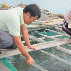 Kiên Giang: Hải sản lồng bè chết số lượng lớn