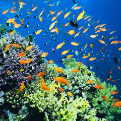 Hệ sinh thái biển