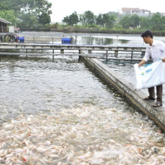 Công nghệ nuôi cá mật độ gấp 10 lần ao thường, cá săn chắc, thơm ngon