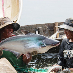 Đồng Nai: Đánh bắt cá trên một hồ nước ngọt ở Đồng Nai, vô số con to