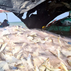 Trúng lộc biển, ngư dân Quảng Bình dựng lều gỡ cá ngay tại bờ