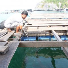 Cá mú, cá bớp nuôi trên biển Kiên Giang trúng giá cao ngất