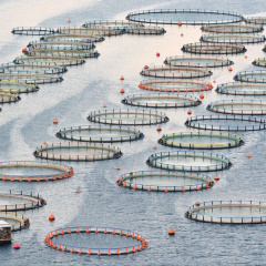 Độ hot của công nghệ AI trong nuôi trồng thủy sản