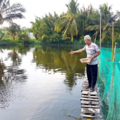 Nuôi cá tra kiểu Sài Gòn, ông nông dân thu trăm triệu mỗi năm