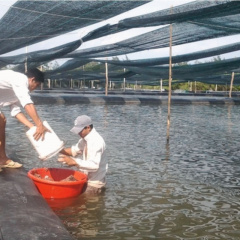 TP.Hồ Chí Minh phát triển thủy sản: Đến 2030 có hơn 2.400ha nuôi trồng