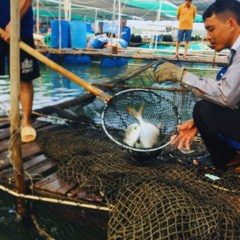 Hướng dẫn một số giải pháp kỹ thuật nuôi cá chim vây vàng trong lồng