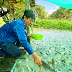 An Giang: Đàn cá hoang từ đâu xuất hiện ở con kênh Thần Nông