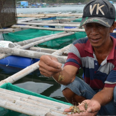 Nuôi biển - không đơn thuần là nuôi tôm, nuôi cá