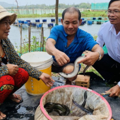Bình Định: Vươn lên khá giả nhờ nuôi cá chình