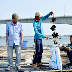 Tăng sản lượng nuôi hàu và tôm thẻ chân trắng công nghệ cao