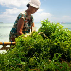 Sản xuất sinh khối từ tảo biển