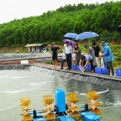 Quảng Ninh: Hơn 60 vạn tôm giống được thả theo mô hình nuôi tôm thẻ chân trắng