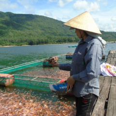 Phát triển nghề nuôi cá lồng bè trên các hồ chứa tại Bình Định