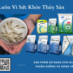 Thuần dưỡng tôm giống – Yếu tố tăng thành công cho vụ nuôi