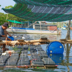 Mô hình nuôi cua biển sáng tạo mang lại hiệu quả kinh tế cao