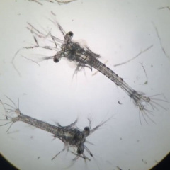 Giàu hóa Artemia ảnh hưởng đến chất lượng ấu trùng tôm thẻ chân trắng