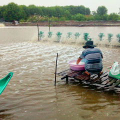 Phó mặc may rủi: Nuôi tôm truyền thống khiến nhiều hộ nuôi lo lắng