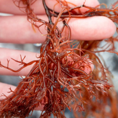 Hệ thống thâm canh kết hợp giữa tôm thẻ và tảo đỏ
