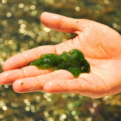 Sử dụng AI để kiểm soát tảo trong nuôi thủy sản