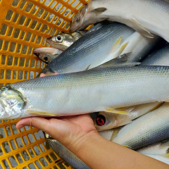 Một số lưu ý trong nuôi thương phẩm cá chua tại Bình Định