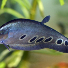 Cấu trúc ống tiêu hóa ảnh hưởng đến đặc tính ăn của cá thát lát còm