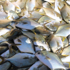 Tiềm năng phát triển nghề nuôi cá chim vây vàng tại Việt Nam
