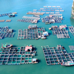 Nghề nuôi cá biển tại Quảng Ninh vượt qua thử thách