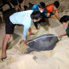 Bảo tồn rùa biển, chống ô nhiễm rác thải nhựa đại dương