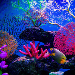 Bí mật của san hô - Loài động vật “không tuổi” hiếm hoi trên thế giới