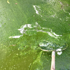 Diệt tảo mà không hại đến tôm?