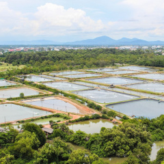 Thực trạng nuôi tôm toàn cầu