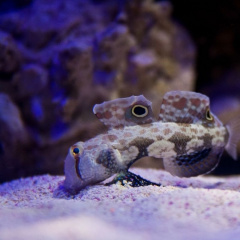 Cá bống mắt cua với khả năng ngụy trang bậc thầy
