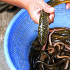 Phát triển bền vững nghề nuôi cá chình thương phẩm trên đầm Trà Ổ