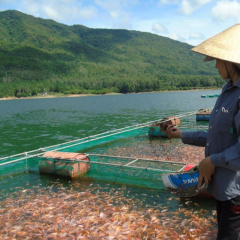 Nuôi cá nước ngọt gắn với liên kết tiêu thụ sản phẩm: Nhu cầu thiết yếu của người dân