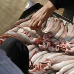 Cá khoai - Loài cá ít xương đầy dinh dưỡng