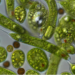 Phát hiện tiềm năng công nghiệp từ loài tảo mới