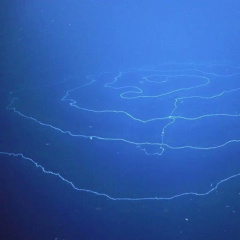 Điểm qua danh tính sinh vật dài nhất đại dương