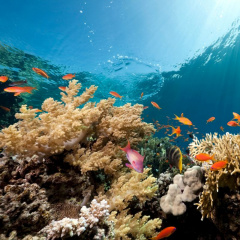 Sắc màu đại dương: Những sinh vật biển có vẻ đẹp nổi bật