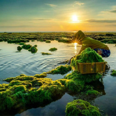 “Say đắm” trước vẻ đẹp của cánh đồng rong biển Ninh Thuận