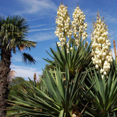 Chiết xuất Yucca giúp tăng cường sức khỏe vật nuôi, cải thiên chất lượng nước ao nuôi