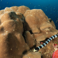 Loài rắn biển cực độc cần nên tránh khi gặp phải