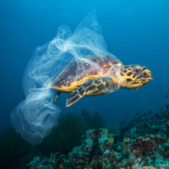 Rùa biển bị dính lưới cá